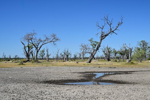 Moremi Game Reserve (Botswana) -  Arbres morts près de Paradise Pool(VO-25-0859 E.jpg)